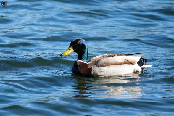 duck on pond water