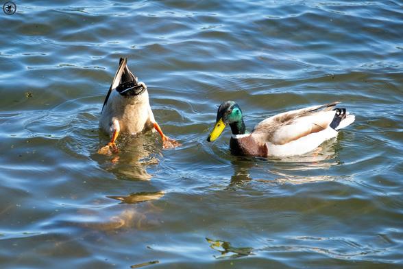 pair of ducks on pond water, one head down