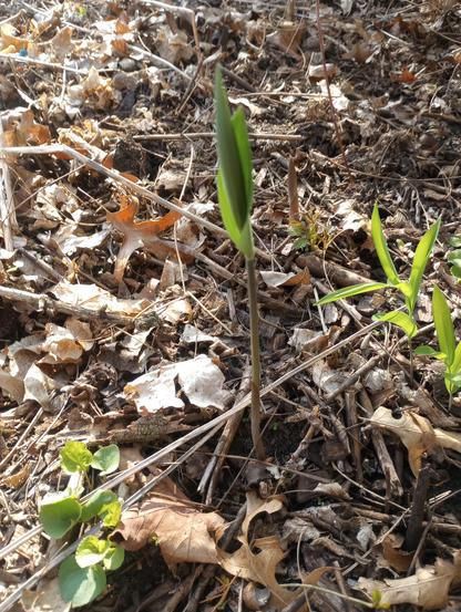 A single strong stem with four very upright leaves. A couple of little ones to the right. Double dormancy: Seeds need a

cold, moist period followed by a warm, moist period followed by a 2nd cold, moist period: Sow seeds outdoors in the fall and expect germination after 2 years. To artificially mimic this stratification process, start by following instructions for code C for 60-90 days, then store in warm place (about 80 degrees F) for 60-90 days followed by a 2nd cold, moist period in the refrigerator.
