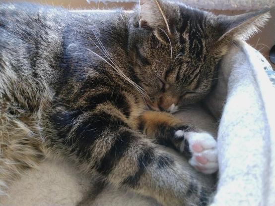 A little tabby cat with white markings, named Pax, is sleeping peacefully in a cat bed.  Her head is resting against the side of the bed.  One white mitten on a striped foreleg is turned such that we can see her pink toe beans.