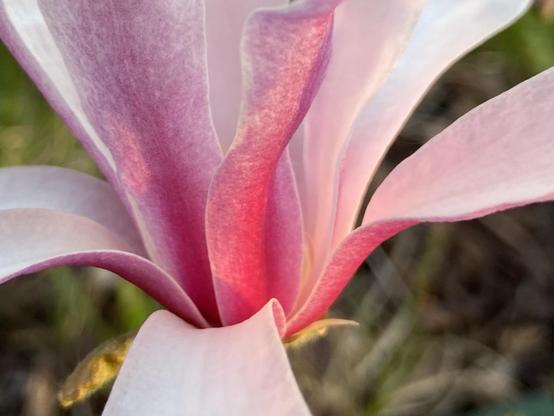 Closeup photo of the base of a star magnolia flower. The petals are white on the upside, pink on the underside, with the pink getting more intense towards the center.