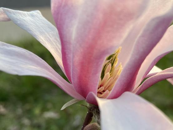 Another closeup of the same flower. The lower row of petals are splayed out low, and the inner ring of petals are reaching up. Between one outer and two inner petals, we have a peek at the pistil and stamens inside.