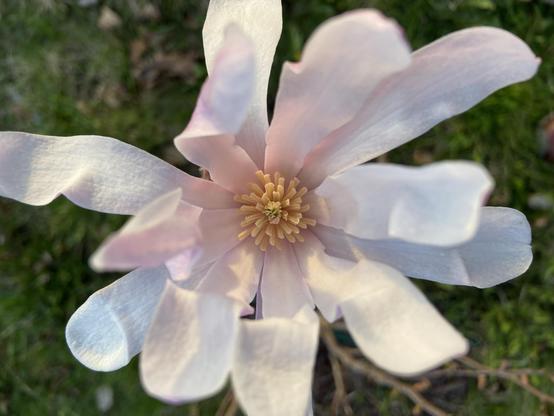 Same flower, looking straight down. We see the white topsides of the petals, which are bent and curved randomly. In the center we see the pistil, a clump of yellow, and concentric circles of stamens, that look like tiny pasta noodles.