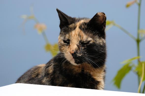 Photo of a tortoiseshell cat. The cat's eyes are almost closed, giving the animal a sleepy expression.