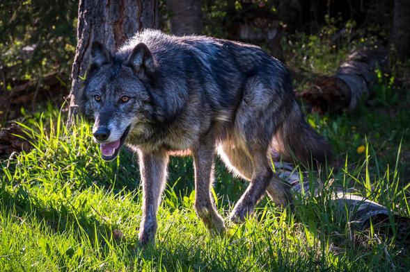 A gray wolf standing on green grass, with sunlight highlighting its fur and surroundings. The wolf appears alert and is positioned near a tree and a fallen log.
