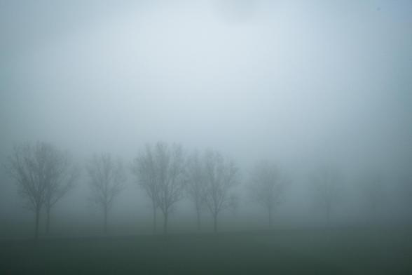 Silhouettes of trees in the fog on a flat landscape in winter morning.