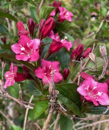 Vivid pink weigela flowers bursting out from green leaves in the shape of a natural bouquet.