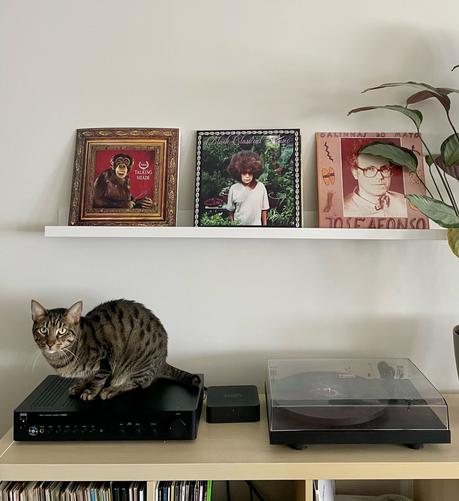 gray tabby in front of a wall with vinyl albums