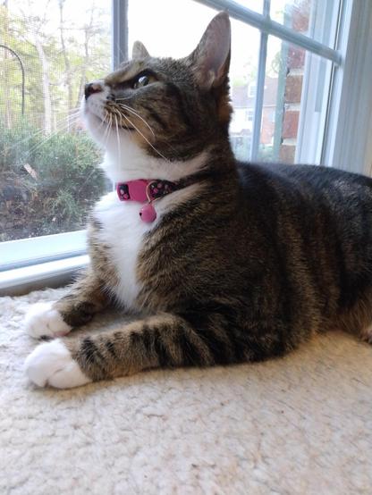 Pax, our little tabby cat with white markings, is lying on a soft, fuzzy, white window shelf.  Her head is tilted back as she looks upwards and out the window.   Both of her striped forelegs with white mittens are stretched out straight in front of her.  A tiny pink bell dangles from her collar.