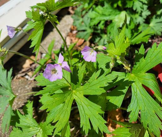 Close up of a wild geranium plant. Little purple-pink flowers sit atop delicate tems. The larger 5-lobbed leaves spread out green underneath.