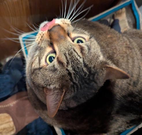 Waffles the three-legged, chonky, tabby cat, looking up at the camera and blepping.