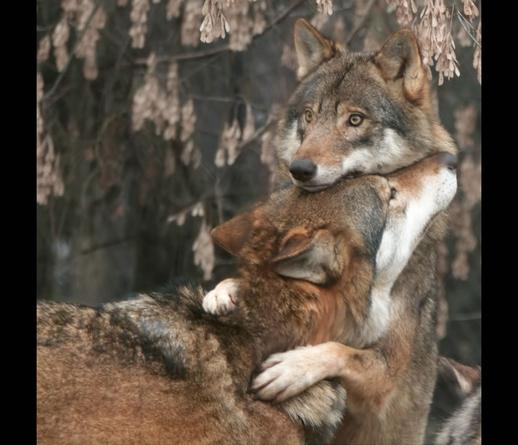 A picture of a wolf.