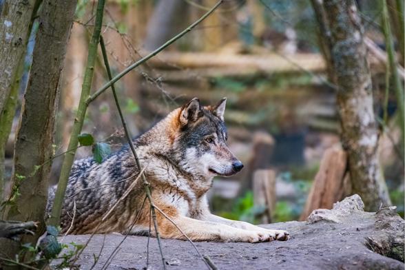 A wolf with gray, brown, and black fur resting on a rocky surface in a wooded area, looking to the right.