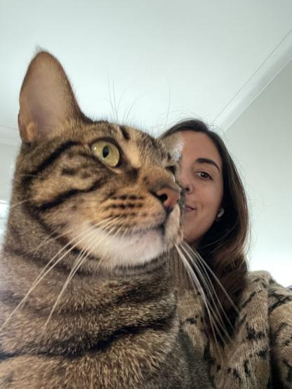 Gray tabby cat in front of woman wearing the same colors