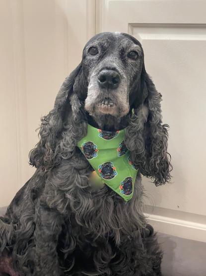 A dark blue roan English Cocker Spaniel, sitting in the kitchen, looking at the camera.  She is wearing a green bandana.