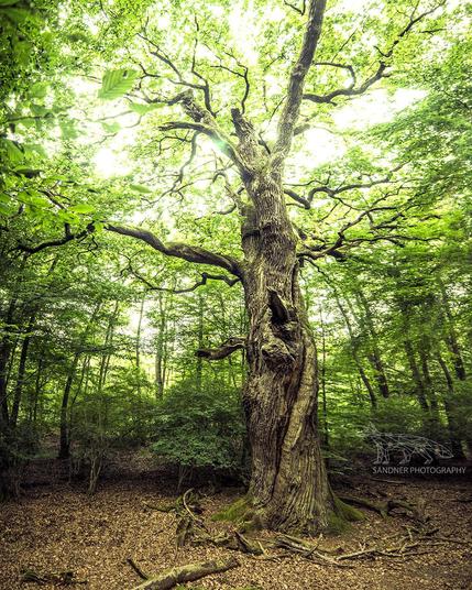 A towering, ancient oak tree stands in a dense green forest, its gnarled trunk twisted with age and character. Its massive branches stretch outward, forming a canopy of vibrant green leaves glowing with sunlight. The forest floor is blanketed in dry leaves and tangled roots, adding to the sense of timelessness. Light pours through the foliage, casting a magical glow across the clearing.