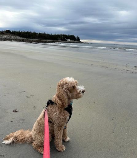 poodle sitting on a sandy beach, looking away from camera. Tide is out. Blue dark skies. Lockeport beach.N.S