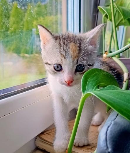 A caliby kitten with white fur on its chest and paws and tabby markings on its head stands on a windowsill next to a houseplant. The kitten has striking heterochromatic eyes - one blue and one darker color. It's looking directly at the camera with a curious expression while partially hidden behind green plant leaves. Raindrops are visible on the window in the background with blurred greenery outside suggesting a rainy day.