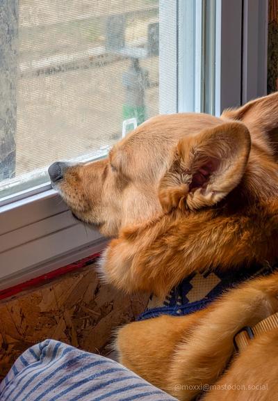 a close up of moxxi the corgi looking silly while laying down on a dog bed and looking out the window. her nose is pulled up because she's resting it on the side of the window. she's wearing a blue and white harness.