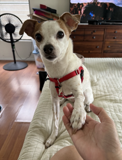 Small brown and white dog offers her paw hoping for a treat.