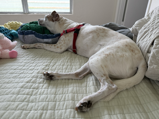 Small brown and white dog napping with her head on her snuffle bowl
