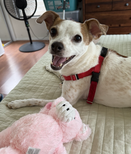Small brown and white dog looking at the camera with a “smile” on her face
