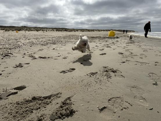 A small white dog running on the beach, the shot catches the dog midair.