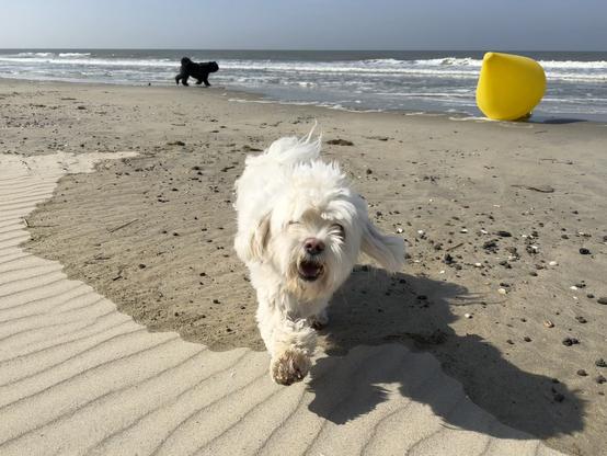 A small white dog running towards the camera. There is a yellow kite and another black dog in the background.