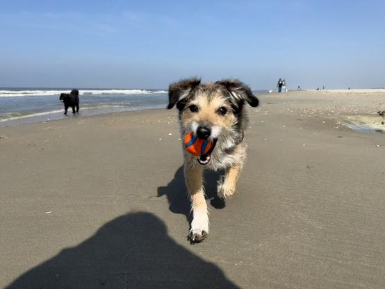 A small brown dog carrying a red ball in her mouth running towards the camera.