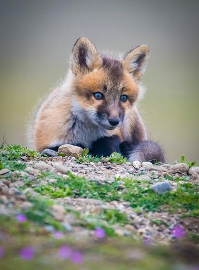 Close up photo of a red fox kit sitting on a rocky and gravel covered ground that is partly overgrown with small plants.
