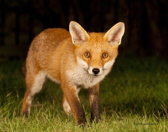 Picture of a Fox