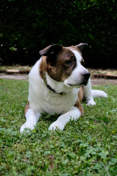 A white and brown dog lying in his yard on green grass, looking toward the right side of the screen, pensive.