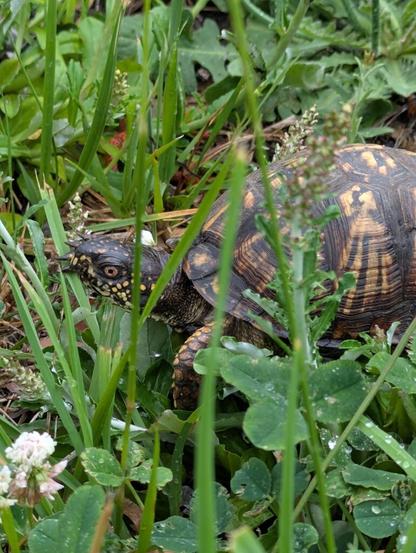 Had a sweet little visitor yesterday morning