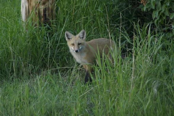 Picture of a Fox