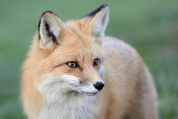 Picture of a Fox
