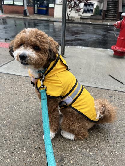 Ace, a mini bernedoodle, sitting on the sidewalk in a yellow rain jacket
