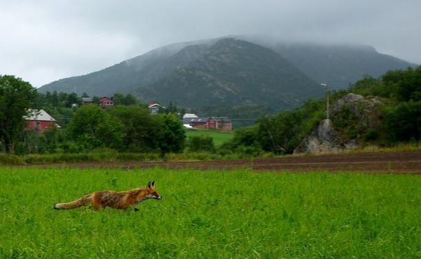 Picture of a Fox