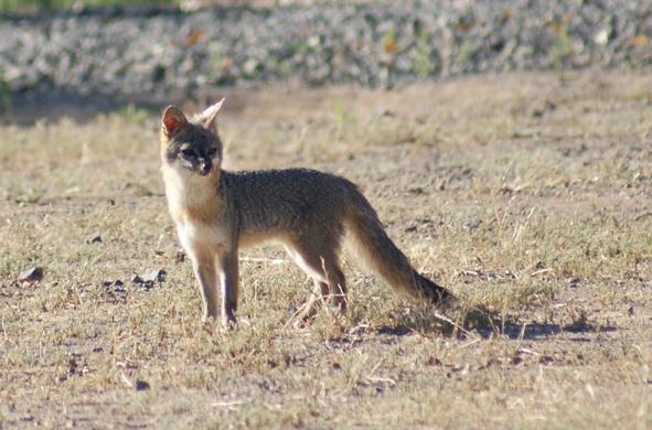 Picture of a Fox