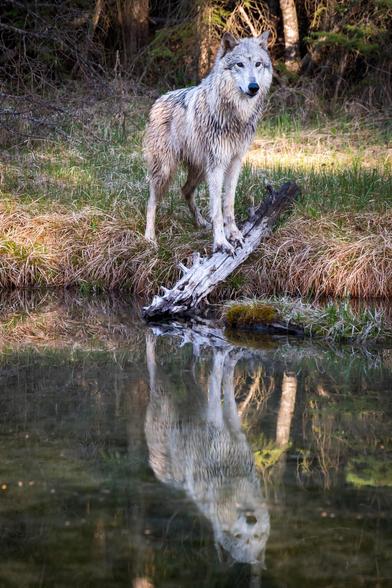 A wet wolf stands by the edge of a pond, with its reflection visible in the water. Surrounding the scene are green grasses and trees in the background. The wolf appears alert and is partially on a fallen log.