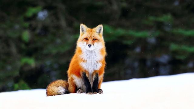 Picture of a Fox