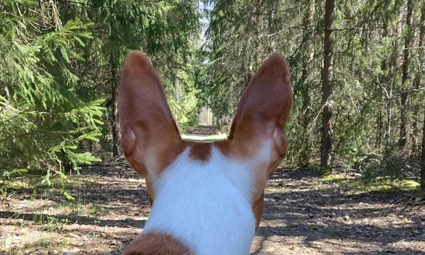 A rescue podenco looking down a footpath lined with spruces, towards the light at the end.