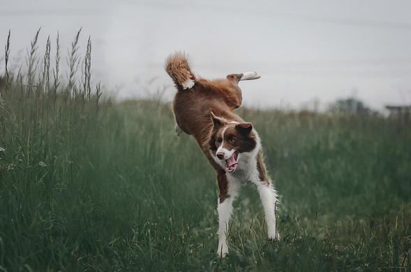 Australian Shepherd springt