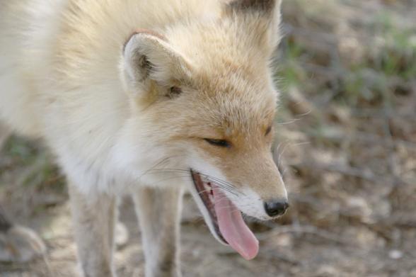 Picture of a Fox