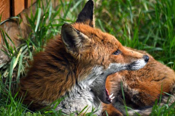 Picture of a Fox