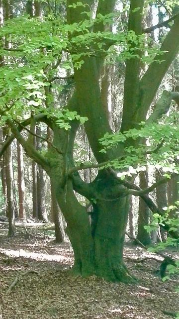 Ein verwinkelter Baum mit Frühjahrslaub.
