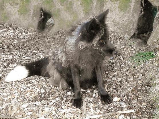 Picture of a Fox