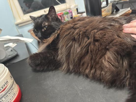 A fluffy black and brown cat is lounging on a dark surface, with a hand gently resting on its back. Nearby, there are various items including a container labeled "healing cream" and some papers. A window is visible in the background.