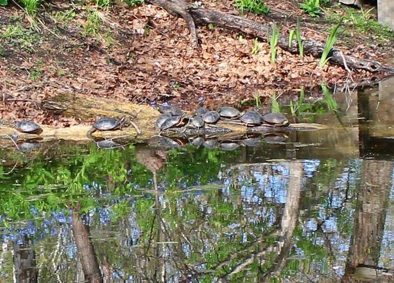 Steely gray turtles on a partially submerged decaying log by the edge of a pond. The water surface is reflecting some of the turtles and the plants and trees next t the pond and bits of blue sky above.