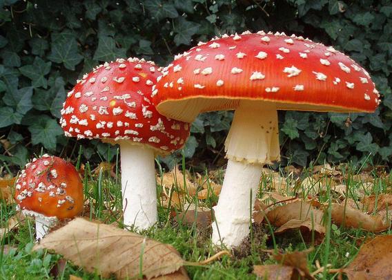 Drei Fliegenpilze stehen auf einer grünen Wiese, umgeben von einigen herabgefallenen Blättern. Die Pilze haben kräftig rote Hüte mit weißen Punkten und einen weißen Stiel. Im Hintergrund sind dunkelgrüne Blätter einer Pflanze sichtbar.