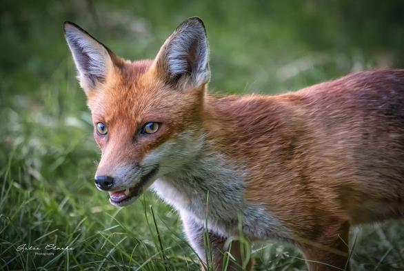 Picture of a Fox